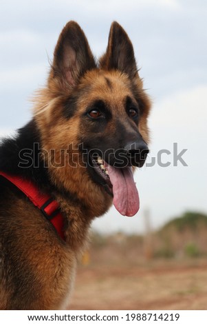 closeup picture of german shepherd dog with blur background