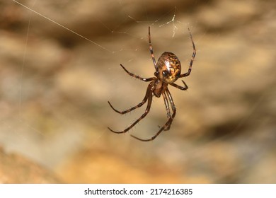Closeup picture of the giant European cave spider Meta menardi (Araneae: Tetragnathidae), an orbweaver photographed in its web in a karst cave in the Swabian Alb.  - Powered by Shutterstock