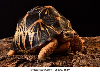 Closeup picture of the Indian star tortoise Geochelone elegans (Testudines; Testudinidae), a common "exotic" pet reptile phtographed in front of black background.