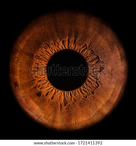 A close-up picture of the iris of the human eye
