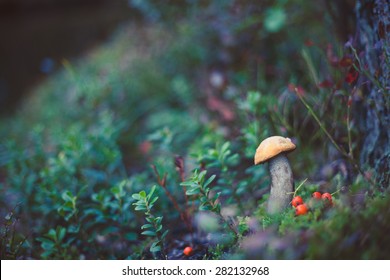 Closeup Picture Of Leccinum Aurantiacum With Orange Cap Growing In Wild Forest In Latvia. Edible Mushroom Growing In Nature. Botanical Photography.