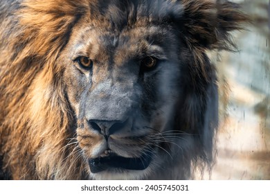 Close-up picture of a lion's head - Powered by Shutterstock