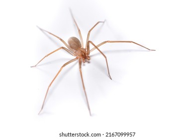 Closeup Picture Male Mediterranean Recluse Spider Stock Photo ...