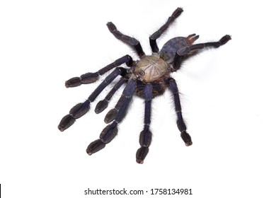 18 Singapore blue tarantula Images, Stock Photos & Vectors | Shutterstock