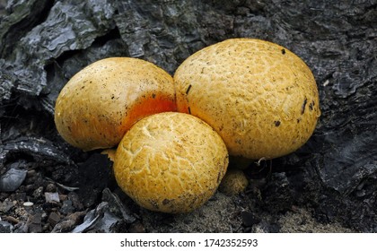 Close-up Picture Of Mushroom, Gymnopilus Junonius.( Cortinariaceae)