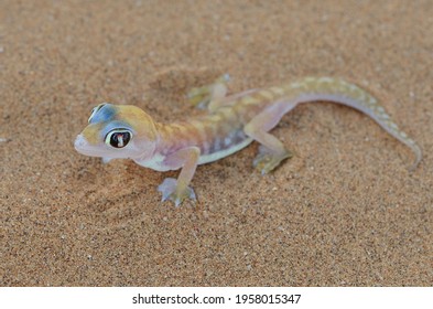 229 Namib Sand Gecko Images, Stock Photos & Vectors | Shutterstock