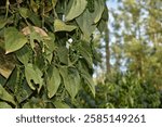 A closeup picture of pepper plant in Chikkamagaluru, India.