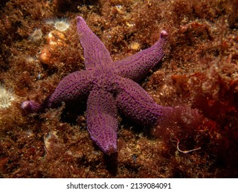 A Closeup Picture Of A Purple Common Starfish, Common Sea Star Or Sugar Starfish, Asterias Rubens. Picture From The Weather Islands, Skagerack Sea, Sweden