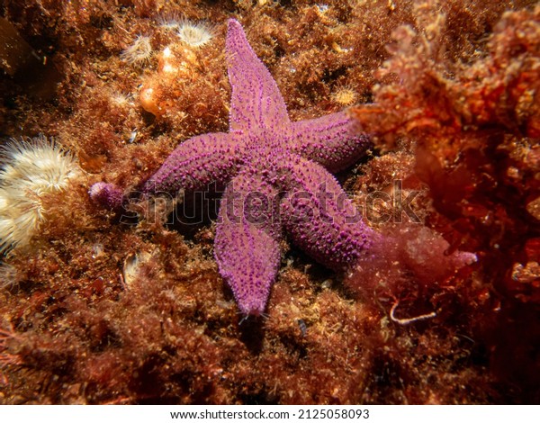 A closeup picture of a purple\
common starfish, common sea star or sugar starfish, Asterias\
Rubens. Picture from the Weather Islands, Skagerack Sea,\
Sweden