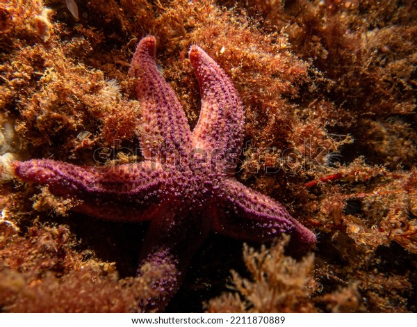 A closeup picture of a purple\
common starfish, common sea star or sugar starfish, Asterias\
Rubens. Picture from the Weather Islands, Skagerack Sea,\
Sweden