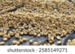 A closeup picture of a raw coffee seeds exposed to sunlight for drying in Chikkamagaluru, India.