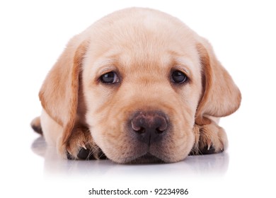 Closeup Picture Of A Sad Little Labrador Retriever Puppy, On White Background