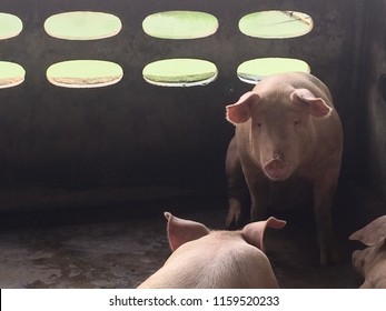 Close-up Picture Of A Small Piglets, In Swine In The Stall, In Thailand Farm.