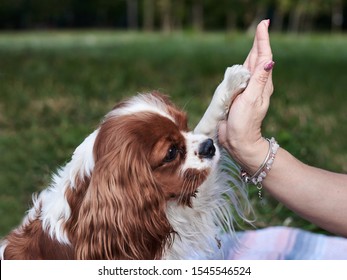 Close-up Picture Of Small White And Brown Dog, Giving Hi Five To The Owner On Green Grass In Park In Summer. Cavalier King Charles Spaniel On A Walk, Training With Master.