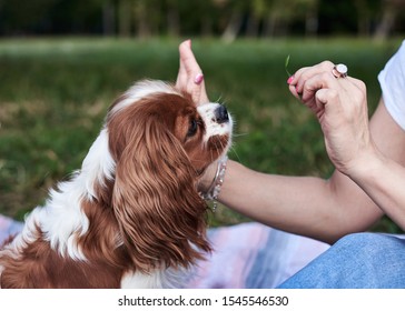 Close-up Picture Of Small White And Brown Dog, Giving Hi Five To The Owner On Green Grass In Park In Summer. Cavalier King Charles Spaniel On A Walk, Training With Master.