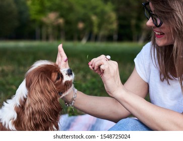 Close-up Picture Of Small White And Brown Dog, Giving Hi Five To The Owner On Green Grass In Park In Summer. Cavalier King Charles Spaniel On A Walk, Training With Master.