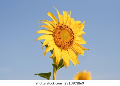 Closeup picture of sunflower at fields with bluesky.
