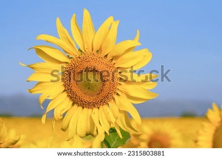 Closeup picture of sunflower at fields with bluesky.