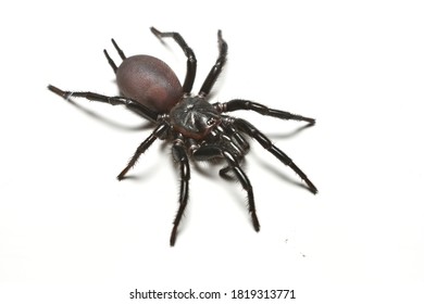 Closeup Picture Taiwanese Black Funnelweb Spider Stock Photo 1819313771 ...