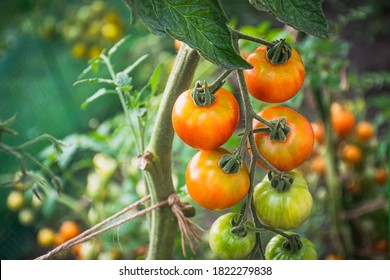 Closeup Picture Of Tomato Plantation.