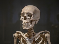 A Close-up Picture Of The Upper Part Of A Human Skeleton.