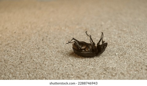 Closeup picture of upsidedown beetle on the sand