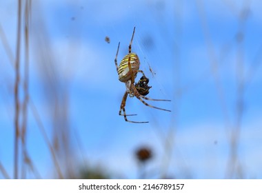 Closeup picture of the wasp spider Argiope bruennichi (Araneae: Araneidae), an orb-web spider photographed eating a wasp (Vespula species) in a heathland in southern Germany on a sunny summer day.