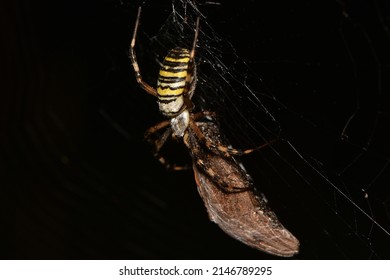Closeup picture of the wasp spider Argiope bruennichi (Araneae: Araneidae), an orb-web spider photographed eating a moth in a heathland in southern Germany in the dark evening.
