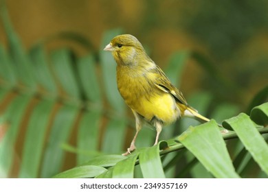 A closeup picture of a yellow bird, a finch.