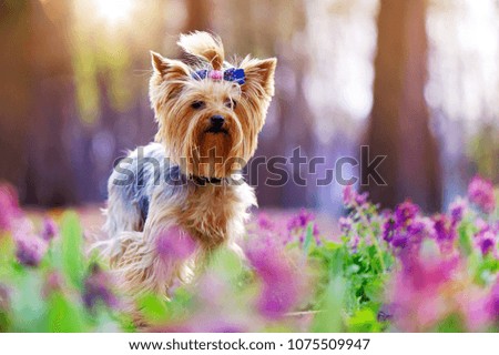 Closeup picture of a yorkshire terrier dog in the flower meadow