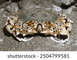 closeup pictures of a moon crab