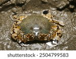 closeup pictures of a moon crab