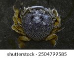 closeup pictures of a moon crab