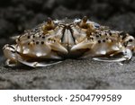 closeup pictures of a moon crab