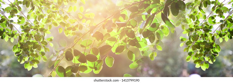 Close-up pictures, natural scenery of vintage green leaves
On green background, blur and text copy area Natural green background concept live wallpaper Concept Banner