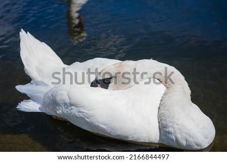 Closeup pictures of a white swan sleeping.