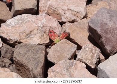 Closeup of a piece of ruby red cactus fruit amongst a group of rocks in Marana, Arizona