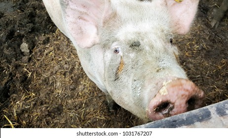 A closeup of a pig looking into the camera