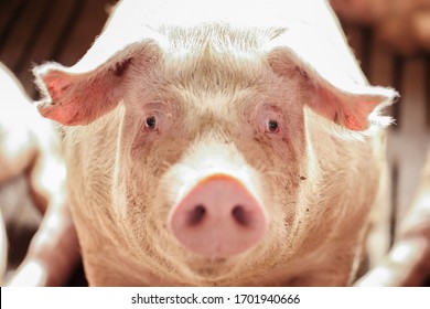Closeup of a pig on livestock farm 