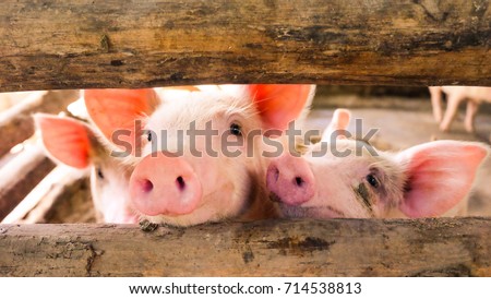 Close-up of a pig playing in a play yard, Thailand