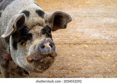 Close-up Of Pig In UK Farm