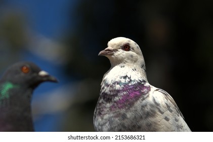 Closeup Of Pigeon Face And Eye With Pigeons Around It