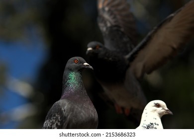 Closeup Of Pigeon Face And Eye With Pigeons Around It