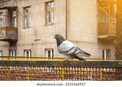 Close-up of a pigeon perched on a rusty metal fence with a residential building in the background. Captures the contrast between urban wildlife and city architecture, perfect for urban nature themes - Powered by Shutterstock