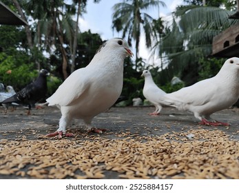 Close-Up of Pigeons"
The image captures the unique beauty and charm of these pigeons as they interact with their surroundings. Perfect for representing #pigeons, #birds, #close-up. - Powered by Shutterstock