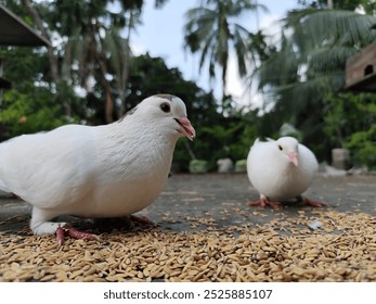 Close-Up of Pigeons"
The image captures the unique beauty and charm of these pigeons as they interact with their surroundings. Perfect for representing #pigeons, #birds, #close-up - Powered by Shutterstock