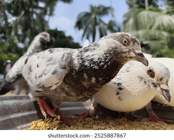 Close-Up of Pigeons"
The image captures the unique beauty and charm of these pigeons as they interact with their surroundings. Perfect for representing #pigeons, #birds, #close-up - Powered by Shutterstock