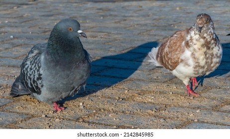 Close-up of pigeons on asphalt in cold weather. Pigeons are waiting for feeding from people. Urban concepts.