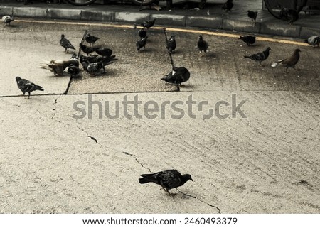 Similar – Image, Stock Photo street bird Animal Facade