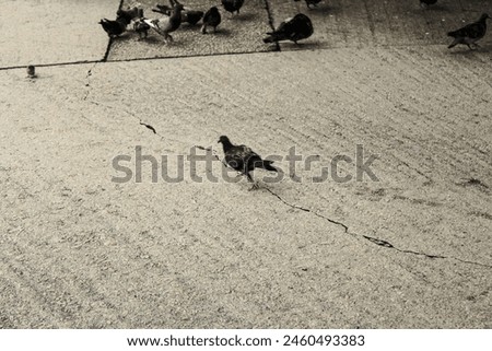 Similar – Image, Stock Photo dark duck Animal 1 Black